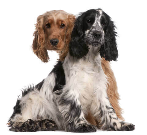 Cocker Spaniel Information The Hard Facts