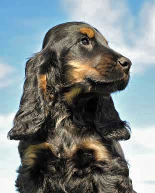 best ear drops for cocker spaniels