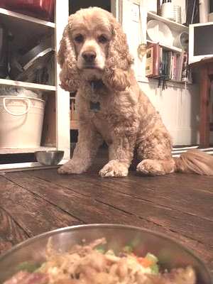 homemade food for cocker spaniels