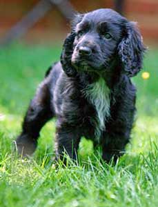 negro lindo cocker filhote de cachorro sendo o vaso sanitário