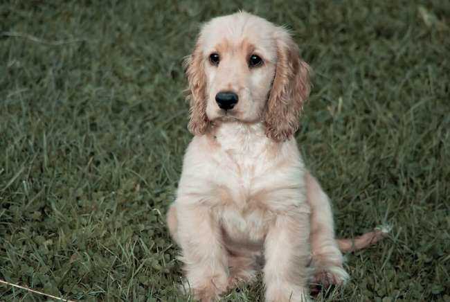 Cocker Spaniel Insurance, Breed & Health Information