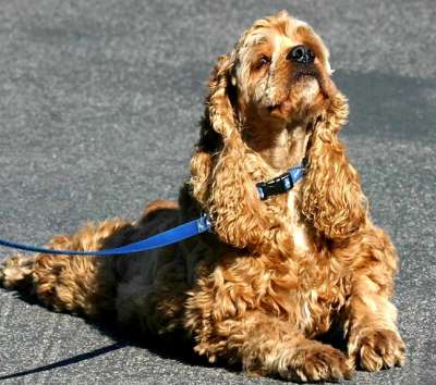 Cocker spaniel leash training best sale