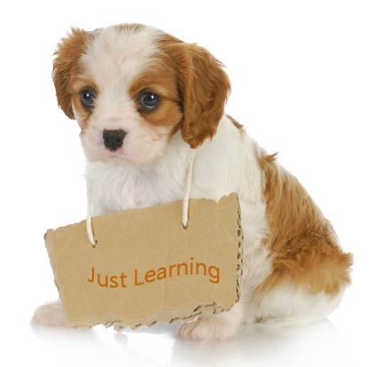 [图: puppy-training-tips-1.jpg]