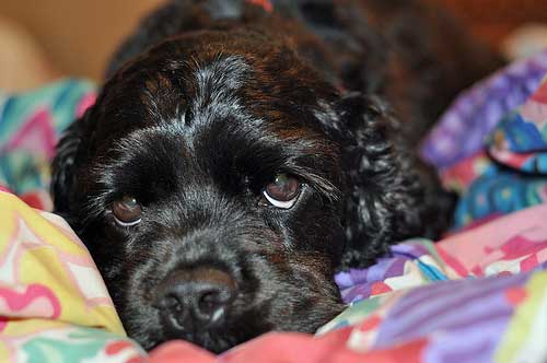 crate training cocker spaniel