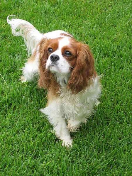 are pont audemer spaniels intelligent dogs