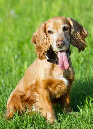 Goldene Cocker Spaniels sind dafür bekannt, dass sie unter dem Wut-Syndrom leiden, aber es ist extrem selten.'s extremely rare.