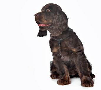 Cocker spaniel avec un beau pelage de couleur chocolat.